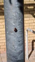 Vanessa atalanta