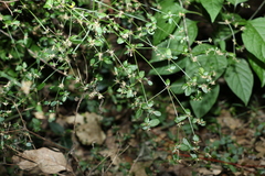 Nyssanthes diffusa