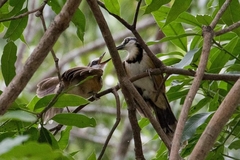 Garrulax monileger stuarti