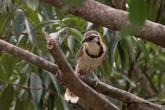 Garrulax monileger stuarti