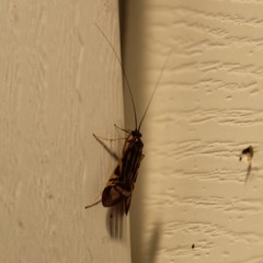 Macrostemum zebratum