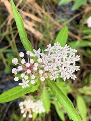 Asclepias perennis