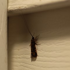 Macrostemum zebratum