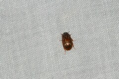 Cymbiodyta bifidus