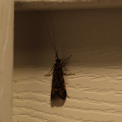 Macrostemum zebratum