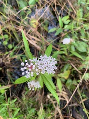 Asclepias perennis