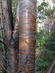 Prunus maackii