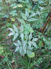 Vicia venosa