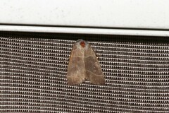 Ipimorpha pleonectusa