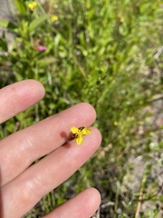 Xyris montana