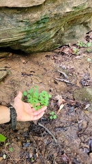 Thalictrum clavatum