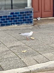 Chroicocephalus novaehollandiae