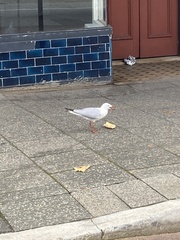 Chroicocephalus novaehollandiae