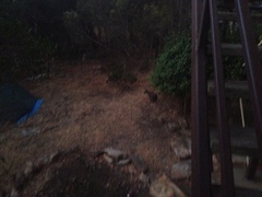 Notamacropus eugenii