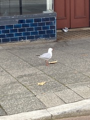 Chroicocephalus novaehollandiae