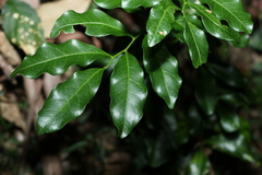 Toechima tenax