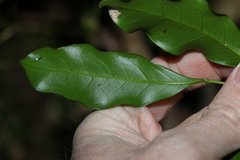 Toechima tenax