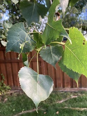 Populus deltoides