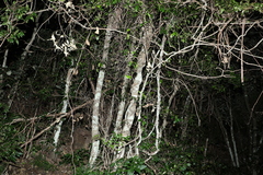 Toechima tenax
