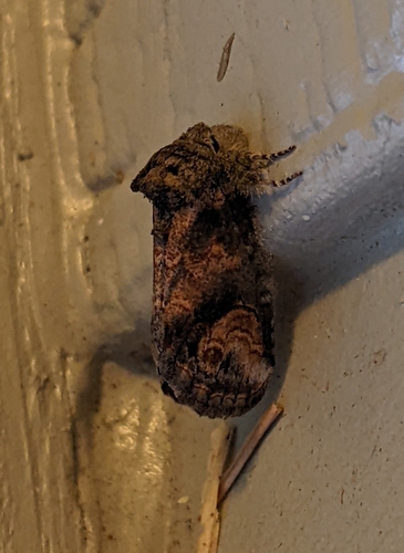 Small Prominent photo 4