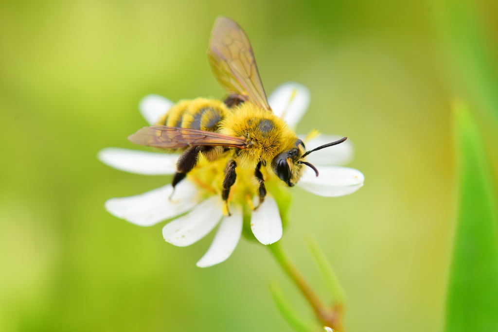 Hairy-banded Mining Bee
