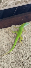Anolis callainus