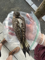 Colaptes auratus