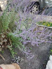 Salvia yangii