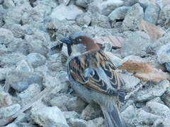 Passer domesticus