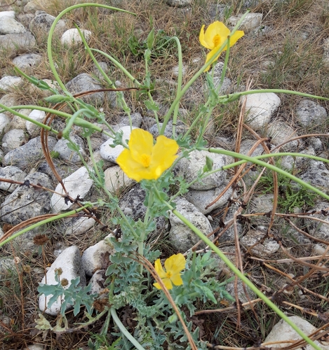Yellow Horned Poppy