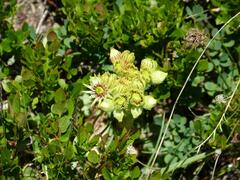 Sempervivum wulfenii