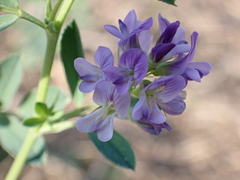 Medicago sativa