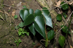 Pellaea paradoxa
