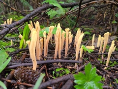 Clavariadelphus sachalinensis