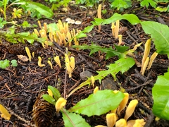 Clavariadelphus sachalinensis