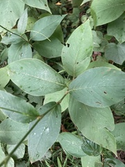 Persicaria virginiana