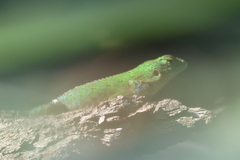 Sceloporus malachiticus