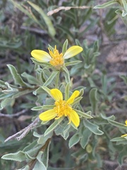 Ericameria suffruticosa