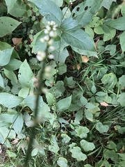Persicaria virginiana