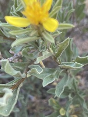 Ericameria suffruticosa