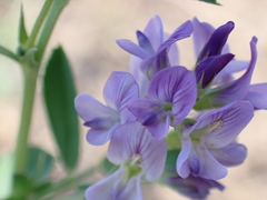 Medicago sativa