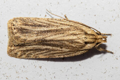 Agonopterix umbellana