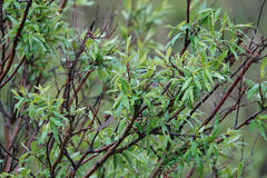 Salix pulchra