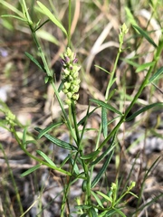 Polygala nuttallii