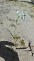 Tecophilaea violiflora