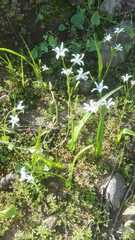 Tecophilaea violiflora