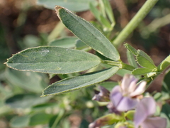 Medicago sativa
