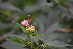 Acraea