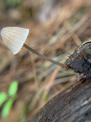 Mycena robusta