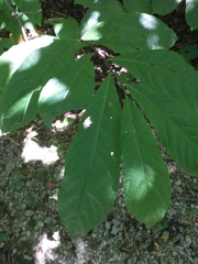 Asimina triloba